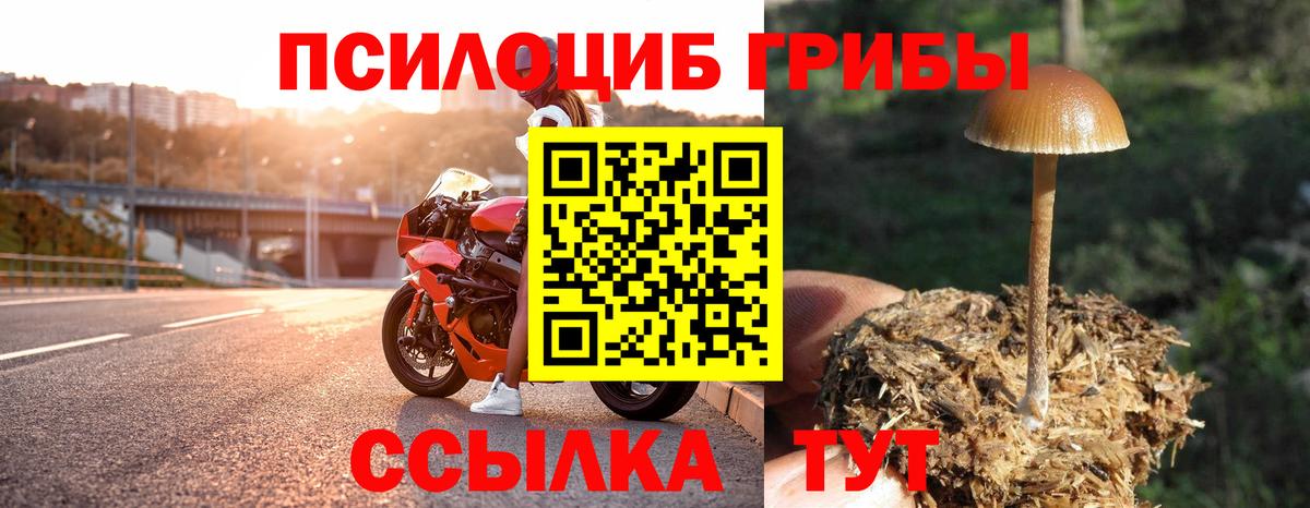 Галлюциногенные грибы Psilocybe  Зеленокумск  Псилоцибиновые грибы Cubensis 